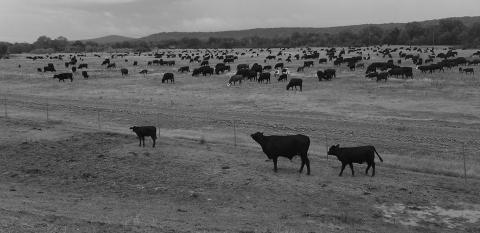 Grazing management resources and tools have never been more abundant, but each plan still needs to be individualized. NDSU photo