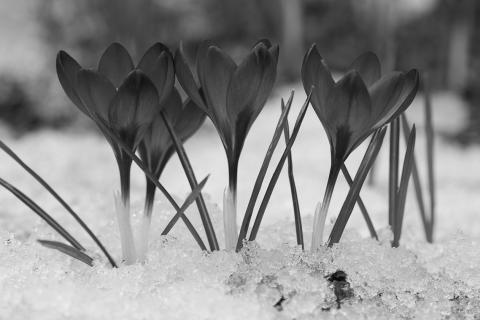Crocuses will self-seed in undisturbed areas and gradually spread, creating beautiful clusters of color every year.