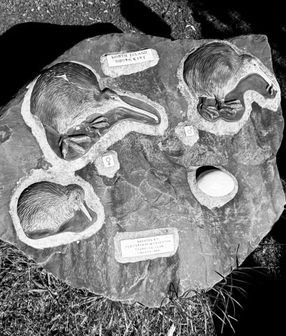 Examples of the North Island Kiwi.