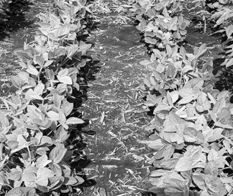 The Wild World of Weeds Workshop will provide updates on weed control and herbicide research conducted by NDSU faculty. (NDSU photo)