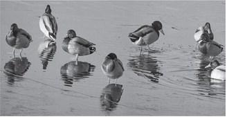 Two more surveys of duck population will be required before determining what to expect for the hunting season.