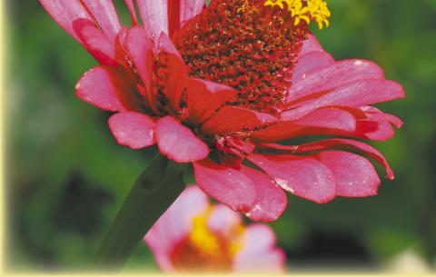 Uncommon beauty