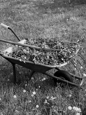 Harvest weeds only from areas free of pesticides and contaminants, and rinse them thoroughly before use. (Pexels photo)