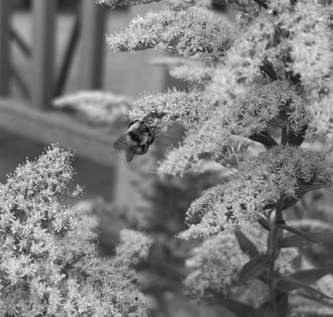 Showy Goldenrod is easy to grow and works well in pollinator gardens, prairie plantings, and naturalized and traditional landscapes. (NDSU photo)