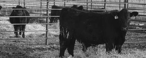 2026 NDSU Feedlot School set for Jan. 21-22