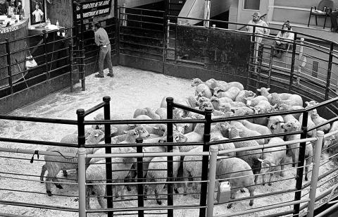 Summer 2026 has seen changes in market dynamics and sheep supply — both topics at the upcoming webinar. (NDSU photo)