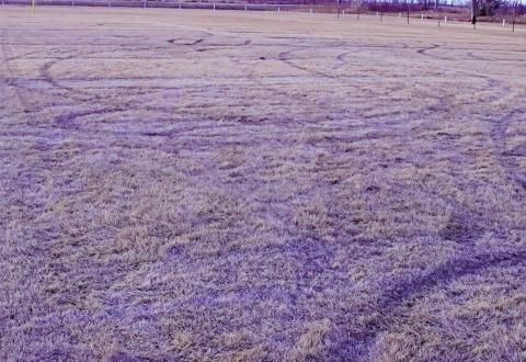 Pictured above are the tracks left by the joy riders who tore up the football field over the weekend. VNV Photo by Lesa Van Camp