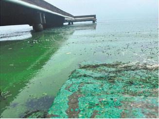 Waters in the region test positive for blue green algae