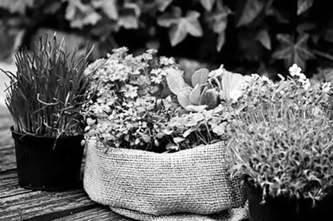 Many herbs are easy to grow in North Dakota gardens and are a fun way to add flavor, aroma and texture to your favorite foods. (Pixabay photo)