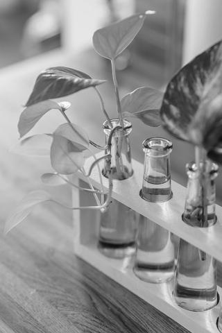 Propagating houseplants is a simple and affordable way to give a special gift to friends or simply expand your collection of houseplants. (Pexels photo)