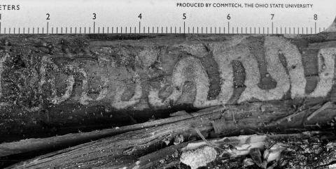 Emerald ash borer larvae chew a serpentine gallery beneath the bark. NDSU photo