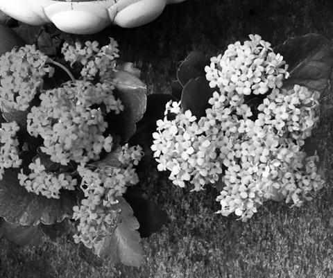 Kalanchoes require little maintenance, and they make great house plants. (Pixabay photo)