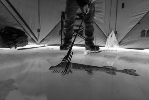 Decoying a pike isn’t the same as decoying ducks or holding a draw on a deer. Photo by NDGF-Ashley Peterson