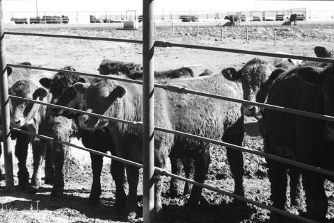 The program will provide beef producers with timely information and tools to evaluate whether backgrounding calves fits into their operation. NDSU photo