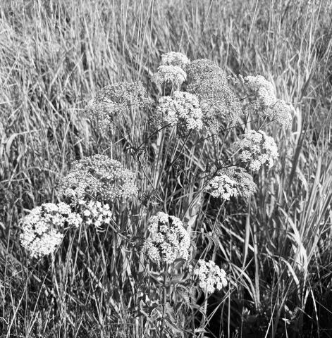 NDSU Extension specialists encourage producers to scout for spotted water hemlock before cutting hay. (NDSU photo)