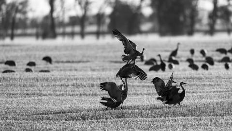 There are four populations of sandhill cranes that migrate through the United States — Rocky Mountain, Lower Colorado River, Eastern and Midcontinent. Photo courtesy of North Dakota Game and Fish