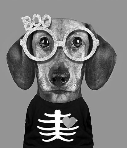 Keep pets safe this Halloween
