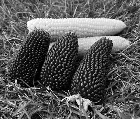 Different than sweet corn and field corn, popcorn is a type of corn with kernels that burst when heated. (NDSU photo)