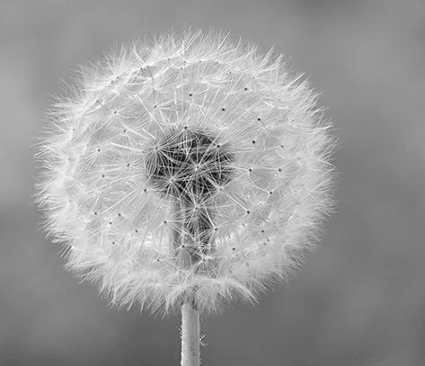 Fall is a good time to apply herbicide to kill perennial lawn weeds such as dandelions. (Photo courtesy of Michael Gabler, CC BY 3.0 via Wikimedia Commons)