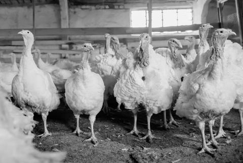 Avian flu has recently been confirmed at commercial turkey farms in North Dakota and South Dakota.