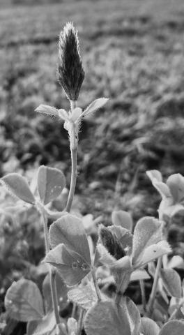 In annual systems, legume nitrogen fixation may benefit subsequent crops more than the current crop. (NDSU photo)