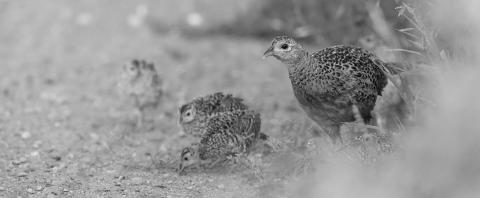 Good nesting weather and spring grasslands help maintain and grow pheasant numbers. Photo by NDGF-Ashely Peterson