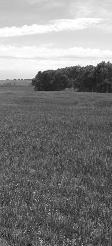 Drought brings increased risk of livestock nitrate poisoning