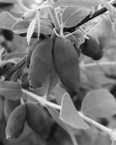 Larger and sweeter than blueberries, Haskaps are delicious and easy to grow. Flickr photo by karen_hine