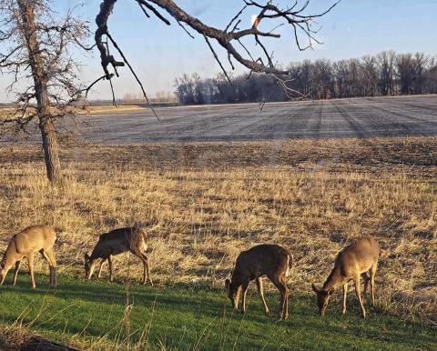 Soil conservation shelter belts and tree rows are important not only for agriculture, but also for the health of wildlife. Photo by Christine Jensen.