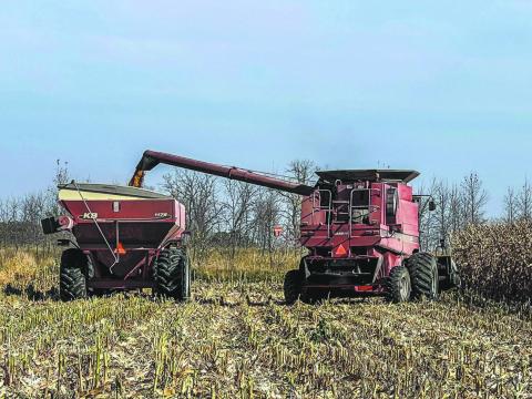 Corn Harvest: A farmer harvests corn near Mapleton, ND at the end of the 2024 growing season. Photo Sabrina Halvorson.