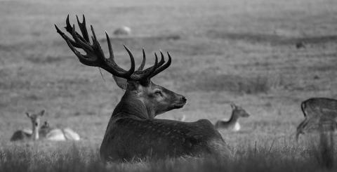 Venison can add variety to your menu, but it still needs to be handled carefully in the kitchen. (Pixabay photo)