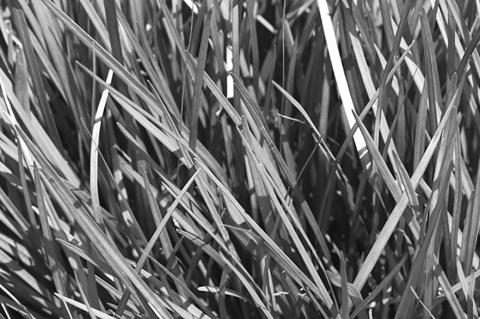 Fall is the best season to fertilize, sow seed and control weeds in your lawn.