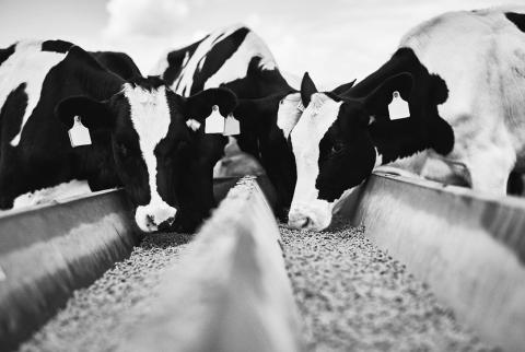 USDA puts $500,000 burden on cattle ranchers with a 184,000 tag shortage.