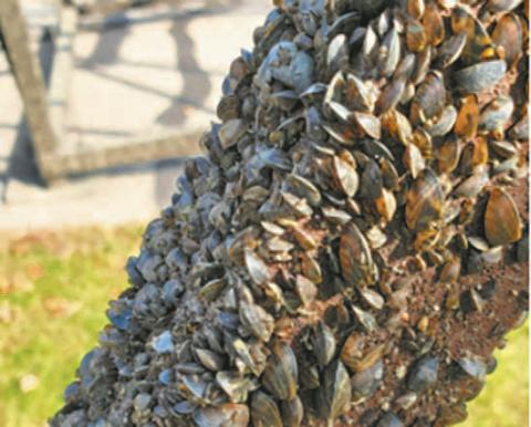 Best-practice procedures for Aquatic Nuisance Species prevention