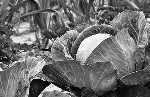 This series is about growing, preserving and preparing specialtycrop fruits and vegetables. Pixabay photo