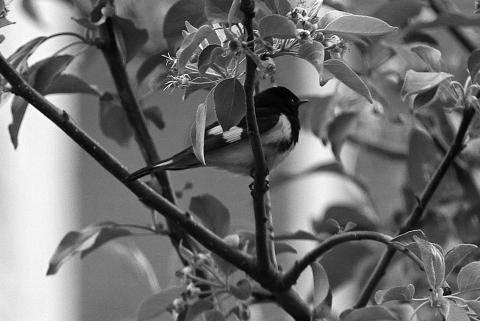 The rare American Redstart. Photo by Mike Alen Steinfeldt