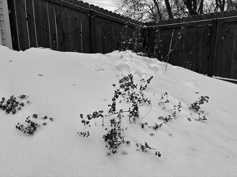 Snow traps heat, helps the soil retain moisture and limits how deeply the frost penetrates the ground. (NDSU photo)