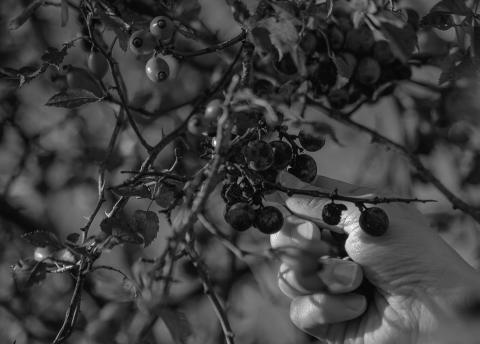 Some fruits found in nature can make for some delicious jellies and syrups. Pixabay photo