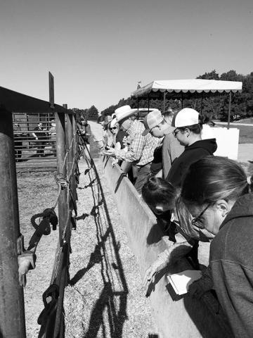 Youth participating in the Junior Beef Producers Workshop will explore handson topics such as animal nutrition and bunk management. (NDSU photo)