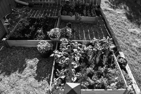 Preplanning your garden layout and using alternative layouts instead of traditional rows can help your plants flourish.