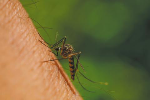 It is important to protect yourself and your family from mosquito bites.
