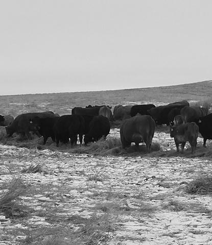 Forages should be viewed as a valued commodity and feedstuff, not just as a source of bulk in a total mixed ration. (NDSU photo)