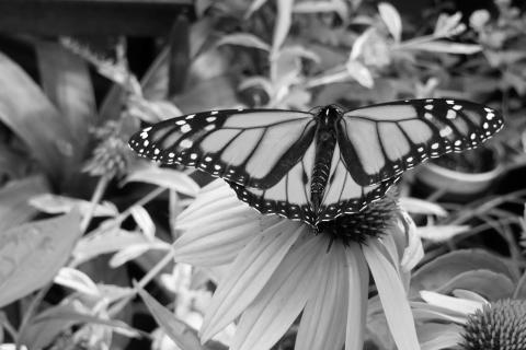 NDSU Extension Master Gardeners teach and promote pollinator conservation. (NDSU photo)