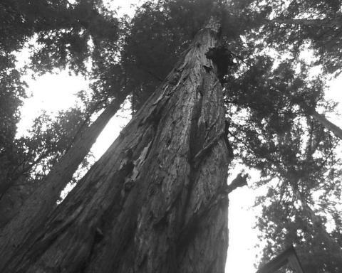 850 year old redwood tree at the Alliance Redwoods (North of San Francisco Bay), 165 feet tall, with a 33.5 feet circumference. Photo by Clint Van Camp.