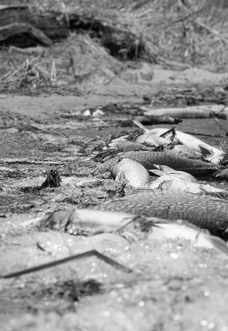 Northern Pike winterkill at Goose Lake in 2023. Photo by Ashley Peterson, NDGF