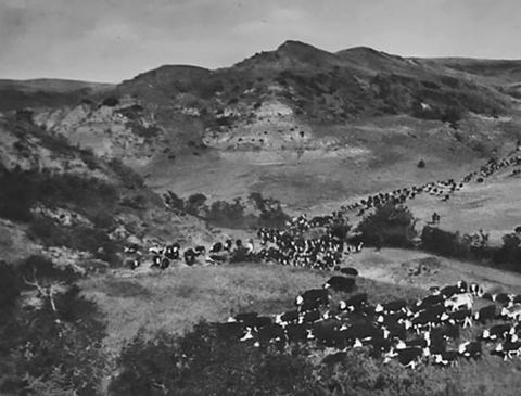 This photo, which is on display in the Cowboy Hall of Fame in Medora was taken in 1935 of a cattle drive from Fort Berthold to Killdeer. Submitted photo.