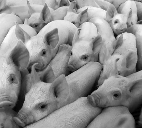 Wean-to-finish farms raise pigs from weaning for about six months until the animal reaches market weight. (NDSU photo)