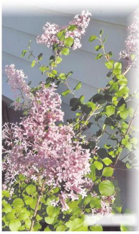 Korean Lilac photo by Clint Van Camp