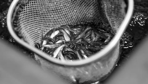 In North Dakota, legal live baitfish species are fathead minnows, creek chubs and sticklebacks. Photo courtesy of NDGF