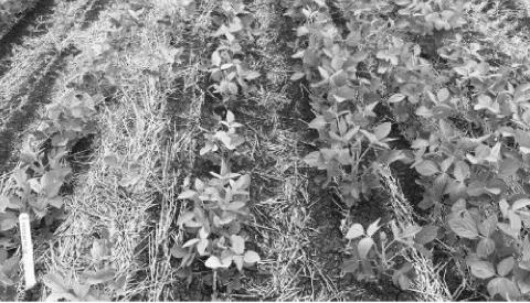 Selecting a soybean variety with IDC tolerance is an important management decision that can help producers minimize the negative impact of chlorosis on yield. NDSU photo
